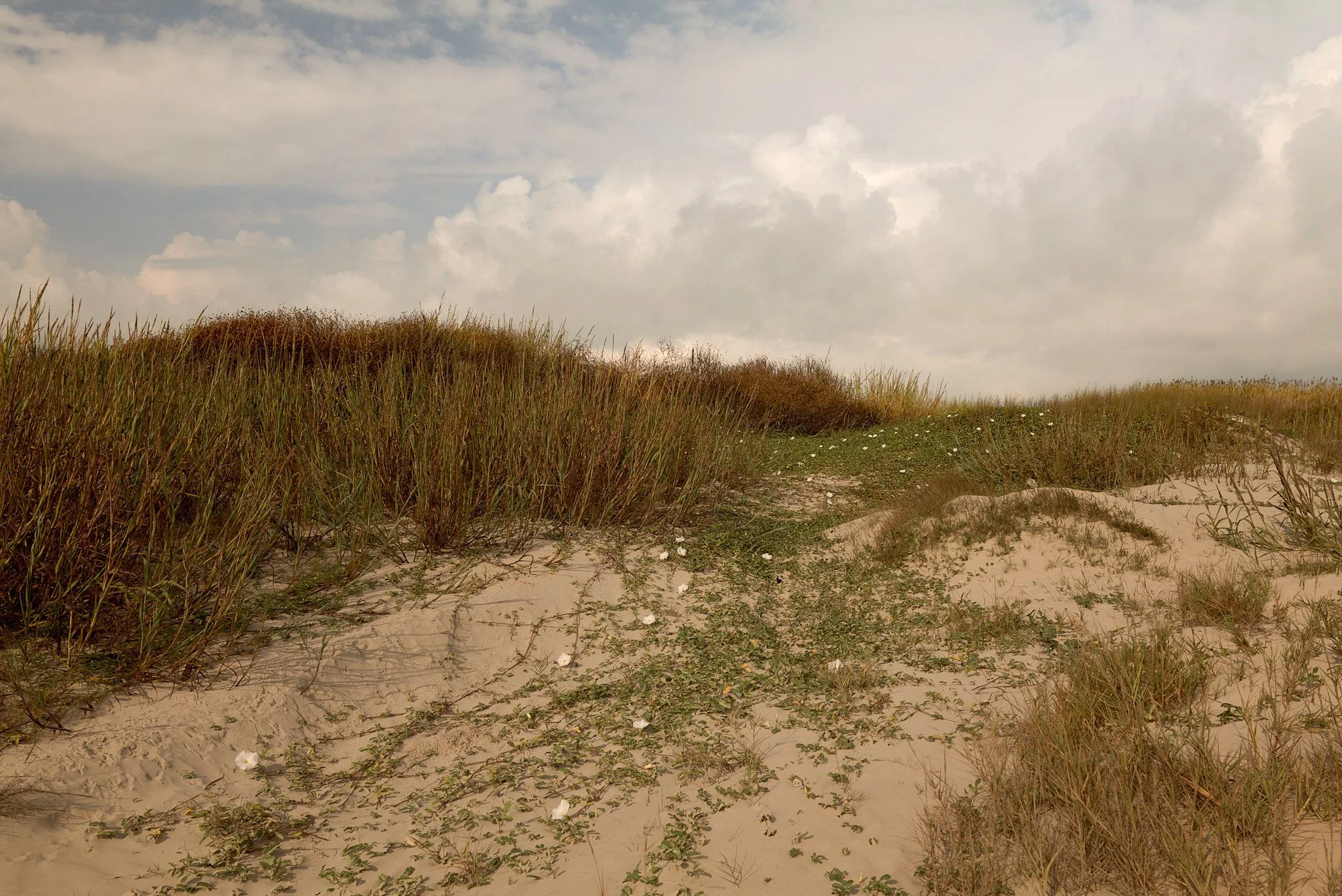 A coastal sand dune landscape with tall, wind-swept beach grasses in shades of brown and green covering rolling sandy mounds, under a soft, cloudy sky with white cumulus clouds.